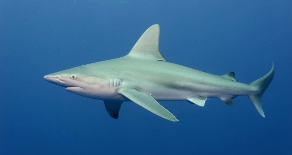The Death of a White Shark from California Led to a Forensic Investigation