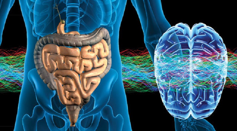 The “Second Brain” – The Gut-Brain Link Influences Memory And Learning