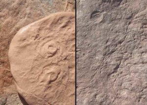 Ancient Sea Creature Discovered By Scientists, Named After President Barack Obama