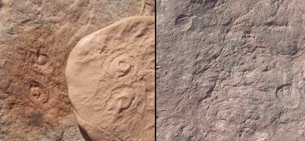 Ancient Sea Creature Discovered By Scientists, Named After President Barack Obama