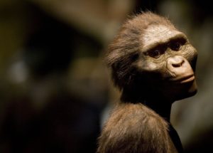4-Million-Year-Old Hominin Cranium Resembles That Of The Modern Human