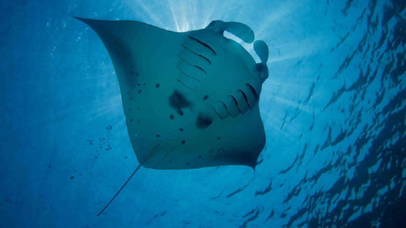 World’s First Known Baby Manta Rays Nursery Discovered By Scientists