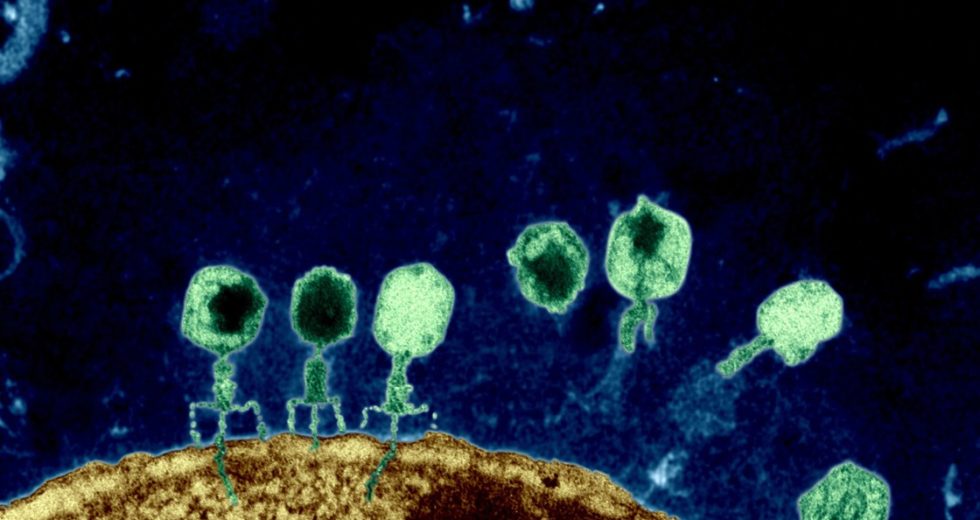 Bacteriophages Are The “New But Old” Solution Against Superbugs