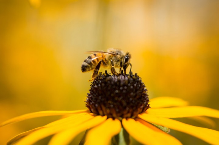 Bees Can Understand The Concept Of Zero, An Australian Study Revealed