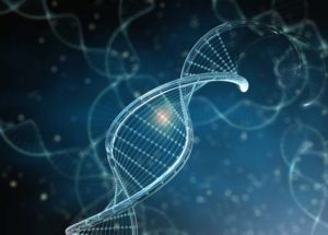 Great Ape DNA Study Unveiled New Information Regarding Human Evolution