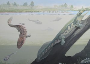 South African Primitive Amphibians Fossils Might Rewrite The Early History Of Life On Land