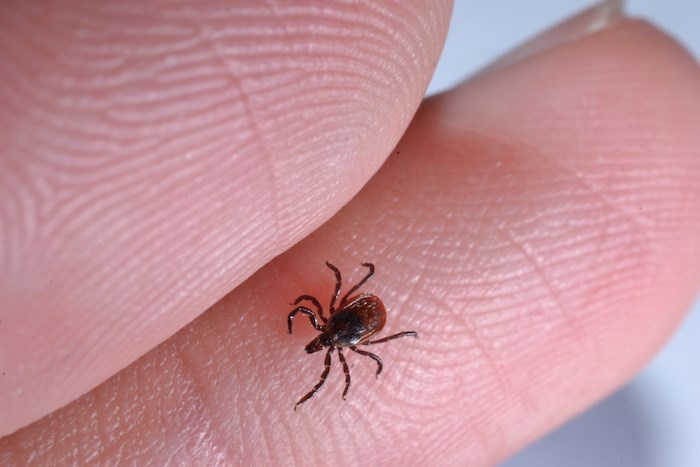 Nova Scotia Ticks Are Tested For Lyme Disease In New Brunswick – 41% Of The Tested Ticks Are Carriers