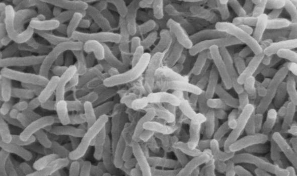 New Study Proves that Bacteria Go Extinct