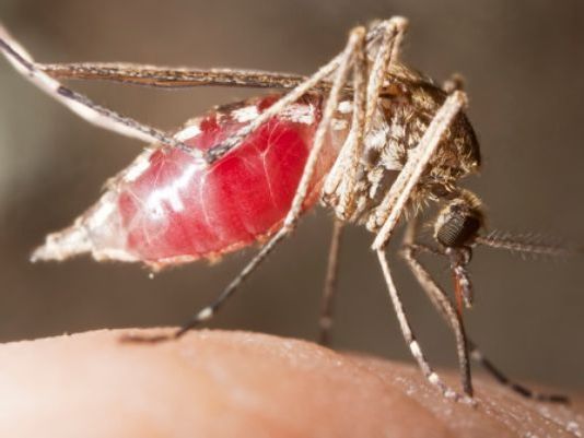 Protect Yourself as new Zika Cases are Confirmed in Williamson County