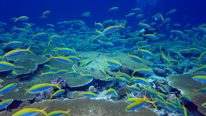 Rat Infestation Poses a Threat to Coral Reefs in Oceanic Islands
