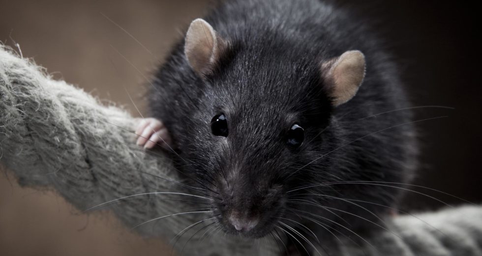 Recent Findings Reveal that Rats can Seriously Affect the Island Ecosystems