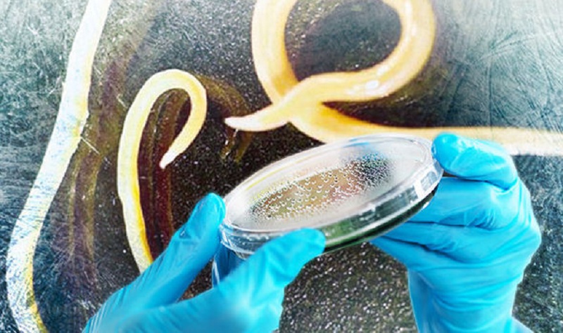 Roundworms Revived after being Frozen for 40,000 Years