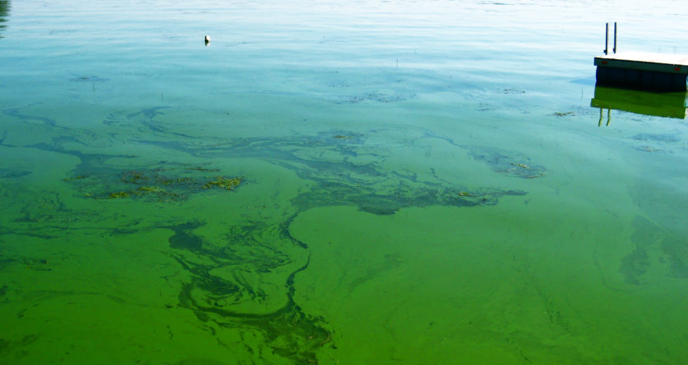 The Water Where Blue-Green Algae Grow is Reportedly Dangerous