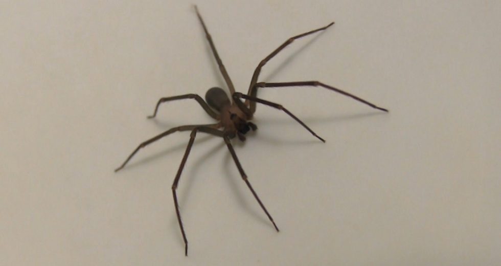 Woman Finds Dozens of Brown Recluse Spiders After Bitten By One