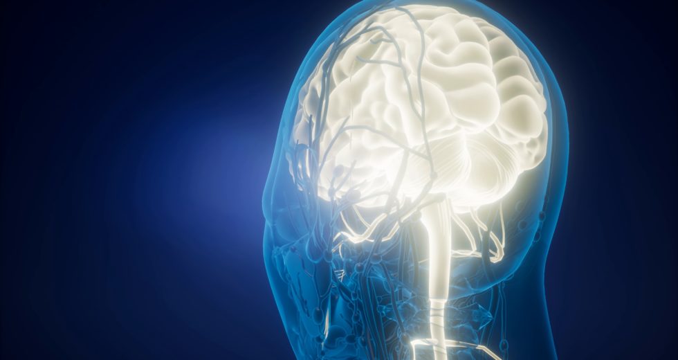 Genetic Makeup And Individual Life Experiences Produce A Unique Brain Anatomy Like Fingerprints