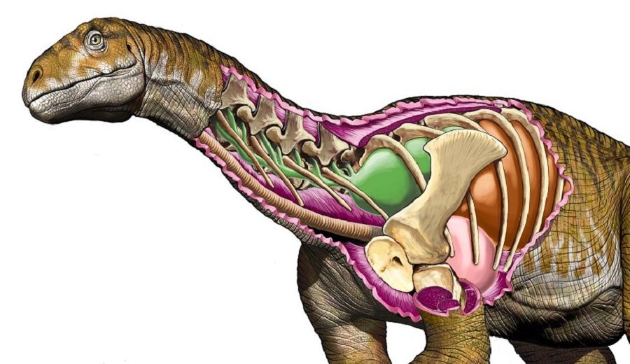 Triassic Period Might Be Rewritten After The Finding Of Some Giant Dinosaur Bones