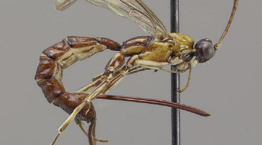 A New Wasp Species Found That Baffled Scientists With Its Monstrous Stinger