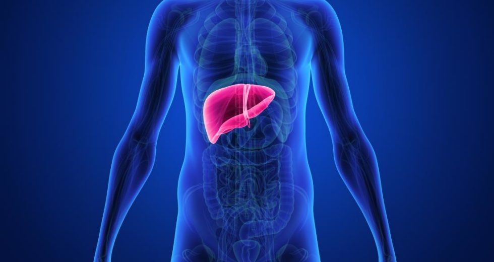 Liver Health Influences The Risk Of Alzheimer’s Disease Development