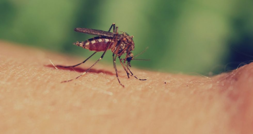 Nile Virus Concerns In Saskatchewan, According To The Local health Authority