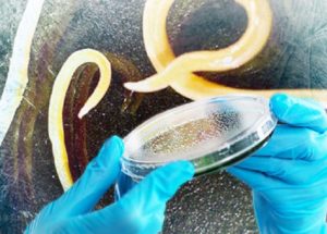 Roundworms Came Back To Live After Being Frozen In Siberian Permafrost For 40,000 Years