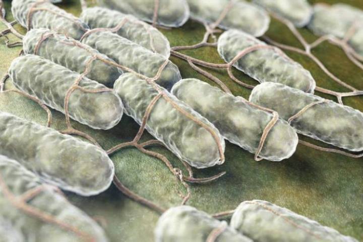 Salmonella Outbreak In Englefeld, Saskatchewan – 11 People Sick After Eating At Hogfest