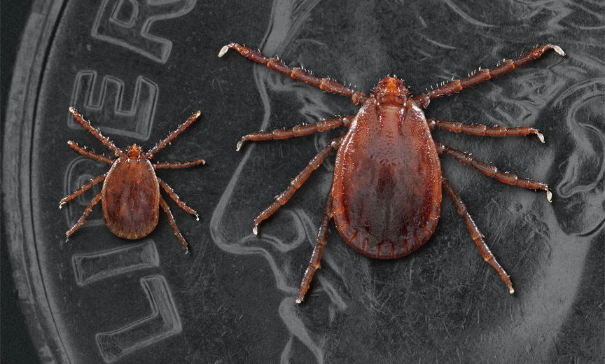 A New Tick Species is Taking over the U.S.
