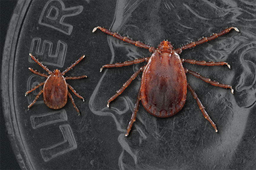 A New Tick Species is Taking over the U.S. - Health Highroad