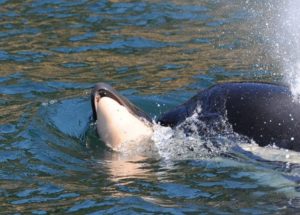 An Orca Carried Her Dead Calf on an Emotional, Weekslong Journey