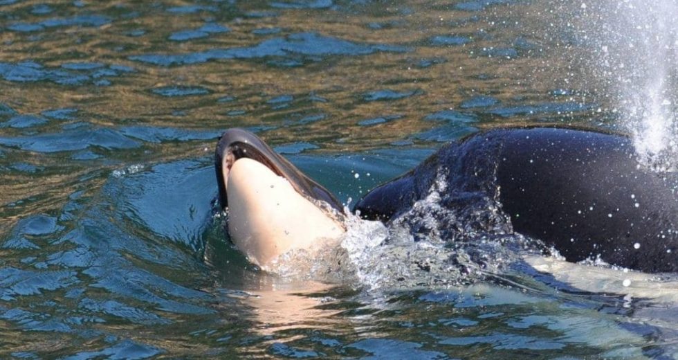 An Orca Carried Her Dead Calf on an Emotional, Weekslong Journey
