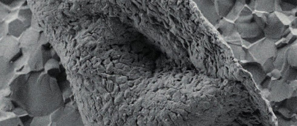 Bacteria-like Fossils have been Discovered in Australia