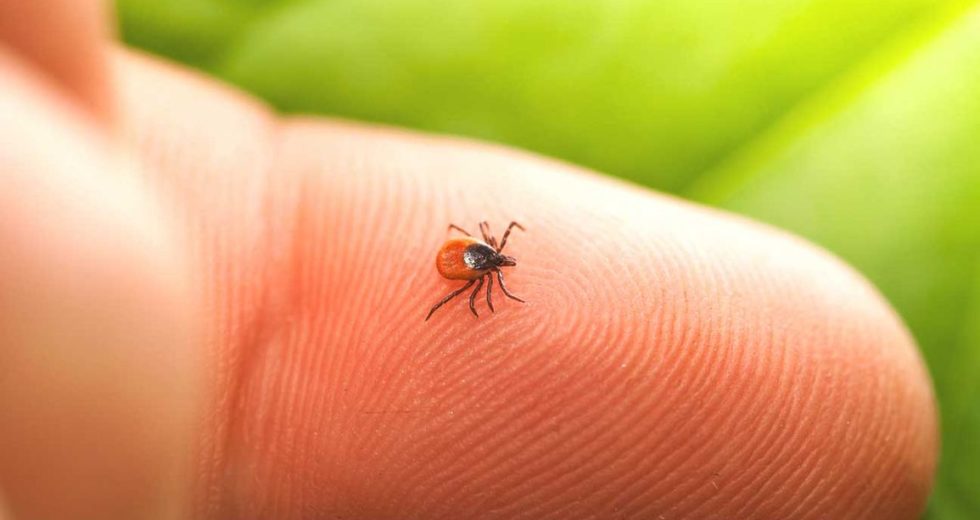 How to Safely Remove a Tick and Avoid Lyme Disease?