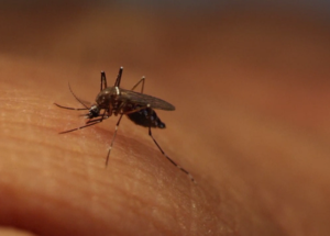 West Nile Virus Reported for the First Time in Hamilton