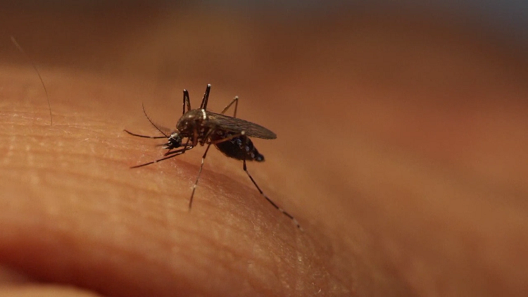 West Nile Virus Reported for the First Time in Hamilton