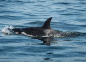 Wild Killer Whale Receives Antibiotics