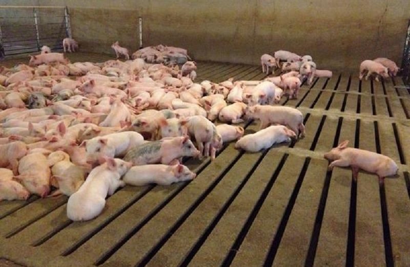 African Swine Fever Outbreak Hits China, The World’s Leading Producer Of Pork