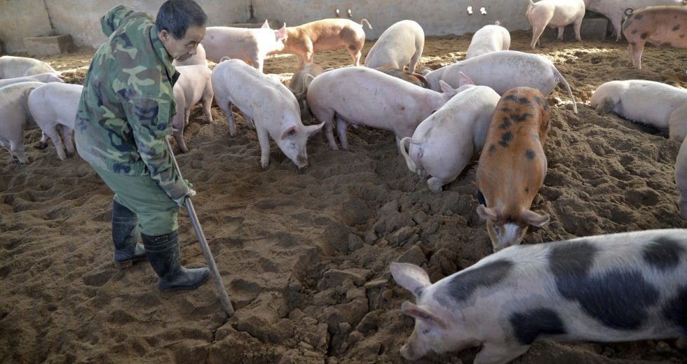 African Swine Fever Outbreak In China Could Cross Borders To Neighboring Countries