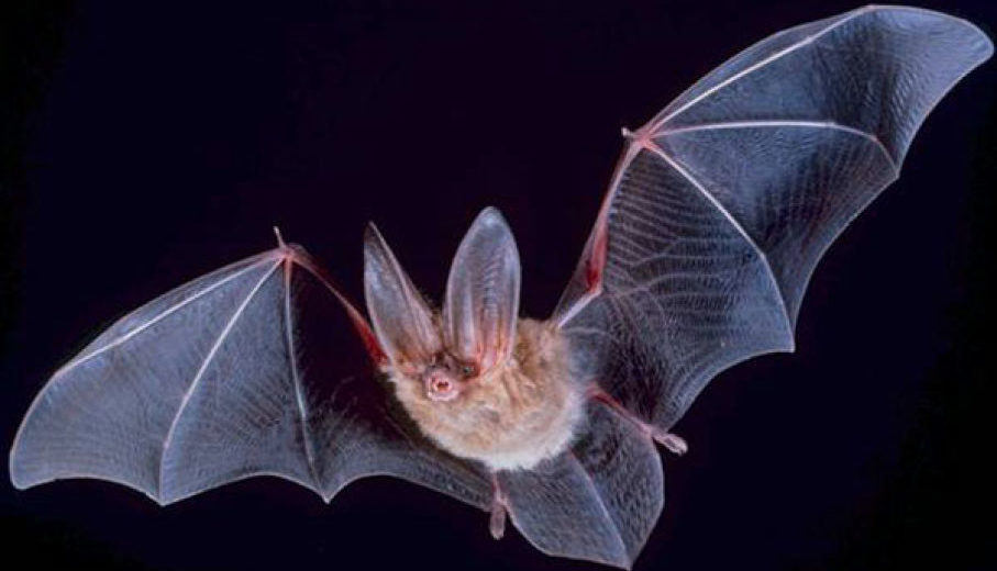 Bat Caught At Belwood Lake, Ontario, Tests Positive For Rabies