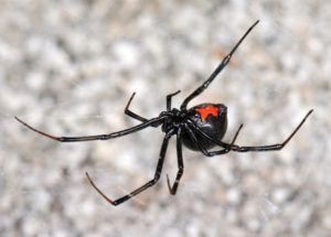 Black Widow Spiders Spotted Farther North Than Ever Before, A Canadian Study Shows