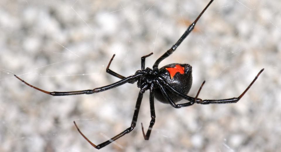 Black Widow Spiders Spotted Farther North Than Ever Before, A Canadian Study Shows