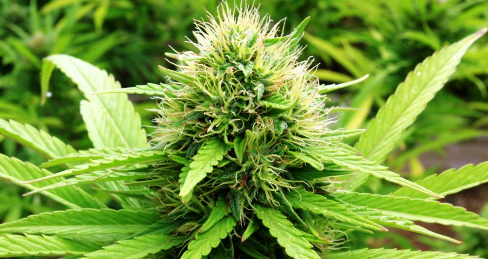 Cannabis Might Improve Women’s Sex Lives