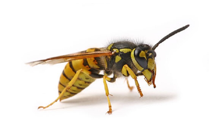 Drunk Wasps Attack Britain Hospitalizing Children And Challenging The Pest Control Workers
