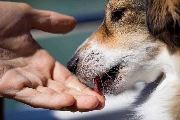 A Man From Wisconsin Lost His Limbs After Contracting Bacteria For Dog’s Saliva