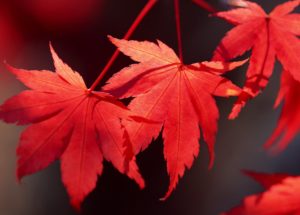 Maple Leaf Extract Might Be The Secret To A Wrinkle-Free Skin