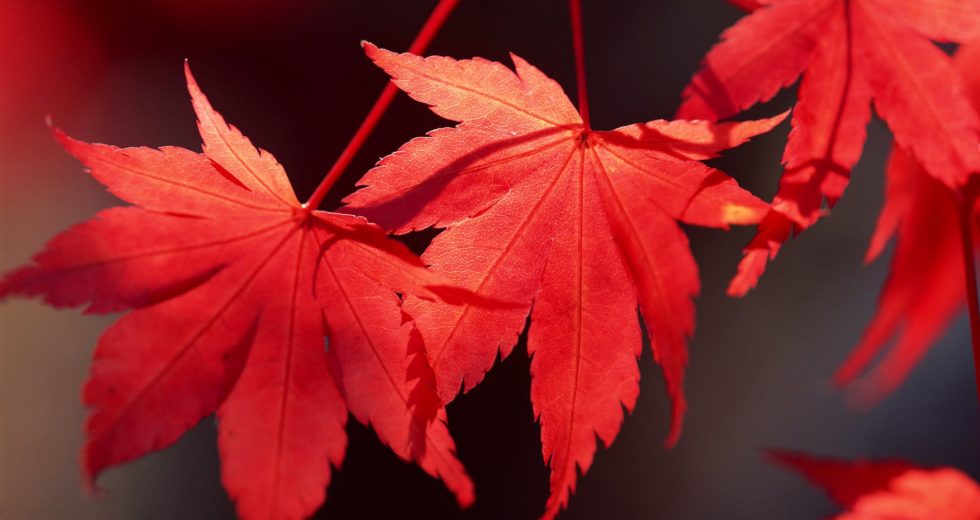 Maple Leaf Extract Might Be The Secret To A Wrinkle-Free Skin