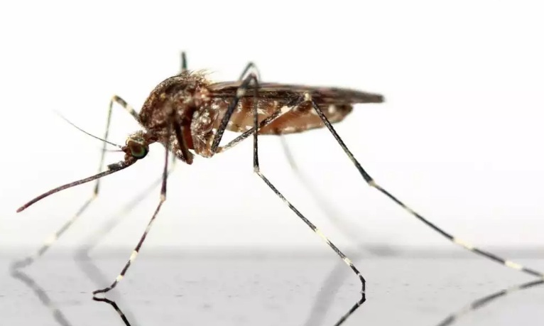 Mosquitoes In Assiniboia Area, Saskatchewan, Found Positive For West Nile Virus, The Health Officials Warn