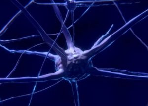 New Type Of Neurons Found By Scientists In Humans