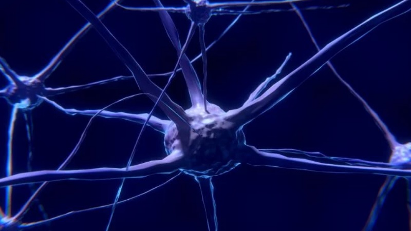 New Type Of Neurons Found By Scientists In Humans
