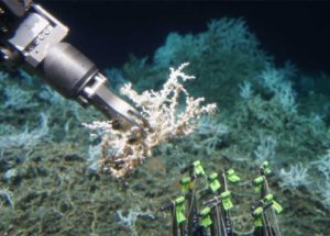 Vast Coral Reef Found Off The South Carolina Coasts