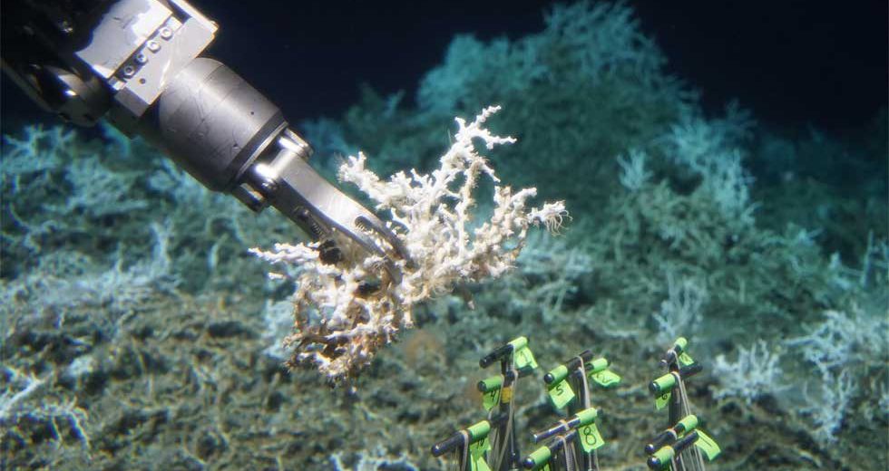 Vast Coral Reef Found Off The South Carolina Coasts