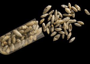 Ancient Insects Fossils Revealed Parasitic Wasps Inside Their Hosts